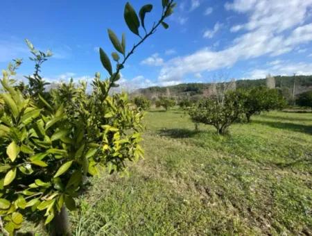 Doğanbeyde Eigentumsurkunde Verkauf Erfolgt 250M Land In Der Nähe Des Meeres