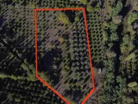 Doğanbeyde Title Deed Sale Is Made 250M Land Close To The Sea